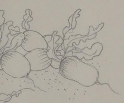 Jean-Emile LABOUREUR : Radis, Dessin original 2