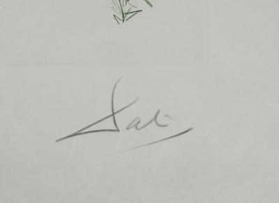 Salvador DALI : Tristan et le dragon, Gravure originale signée 2