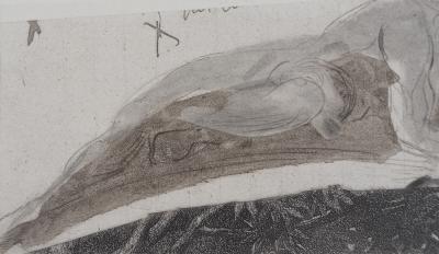 Auguste RODIN : Attaché au rocher, Gravure 2