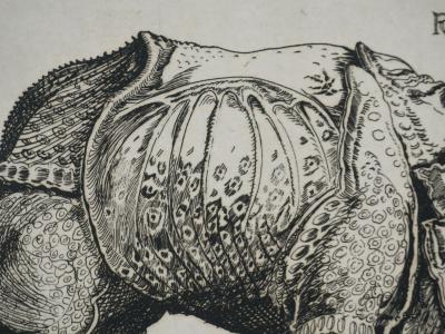 Albrecht DURER : Le Rhinocéros, Gravure signée 2